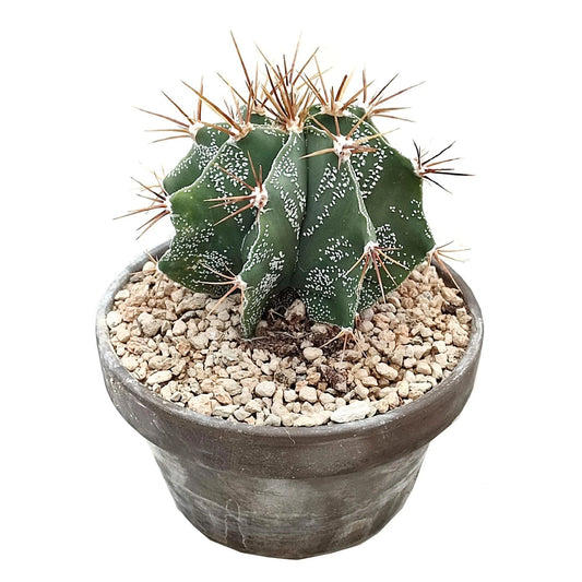 Astrophytum ornatum