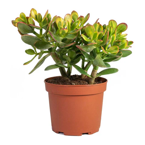 Crassula