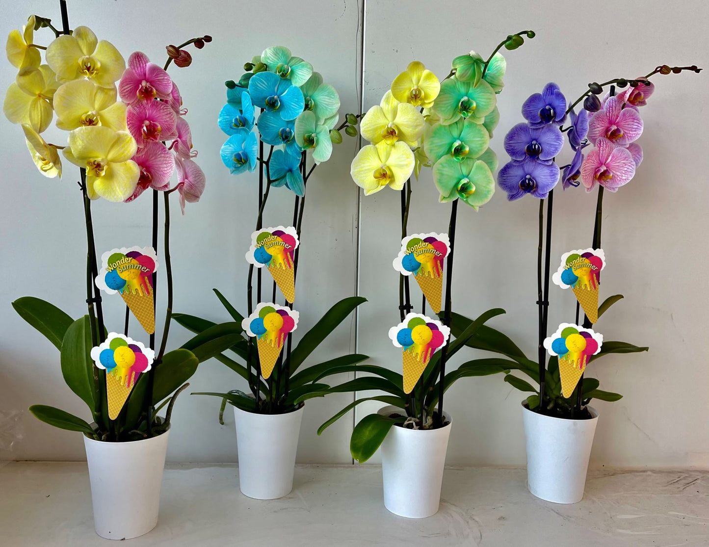 Phalaenopsis حبة وحدة من الموجود