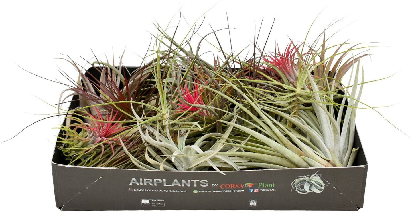 Tillandsia حبة وحدة حسب المتوفر
