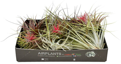Tillandsia حبة وحدة حسب المتوفر