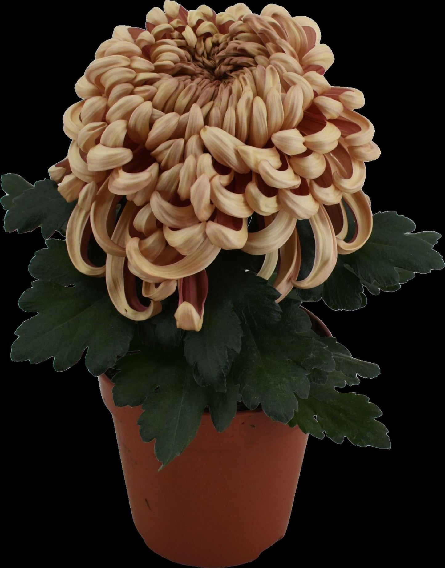 Chrysanthemum ind.