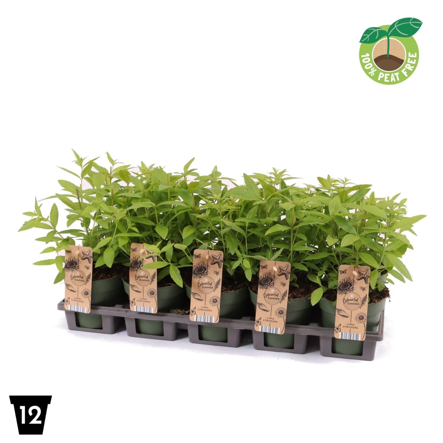 Lippia Citriodora عشبة ليمون اللويزة حبه