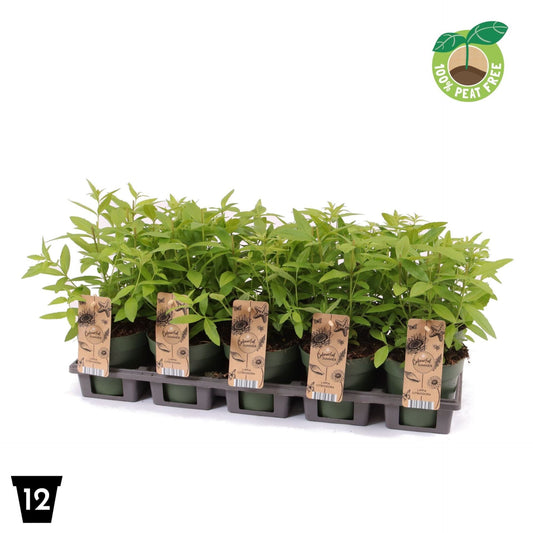 Lippia Citriodora عشبة ليمون اللويزة حبه