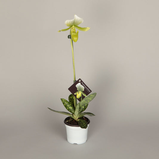 Paphiopedilum maudiae femma