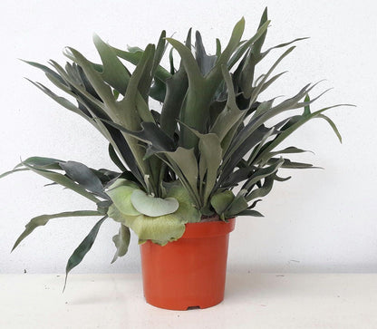 Platycerium bifurcatum