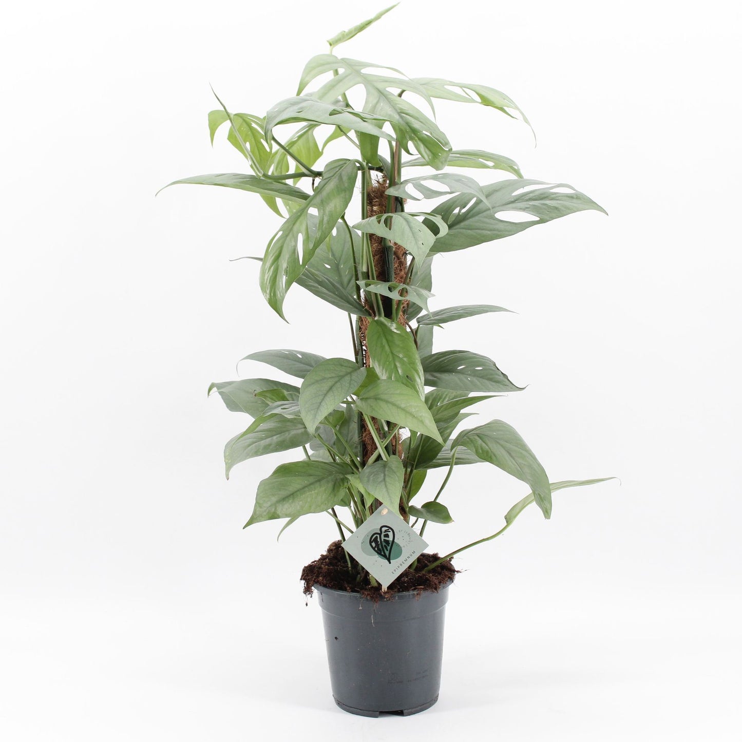 Epipremnum pinnatum