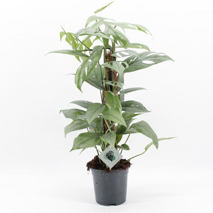 Epipremnum pinnatum