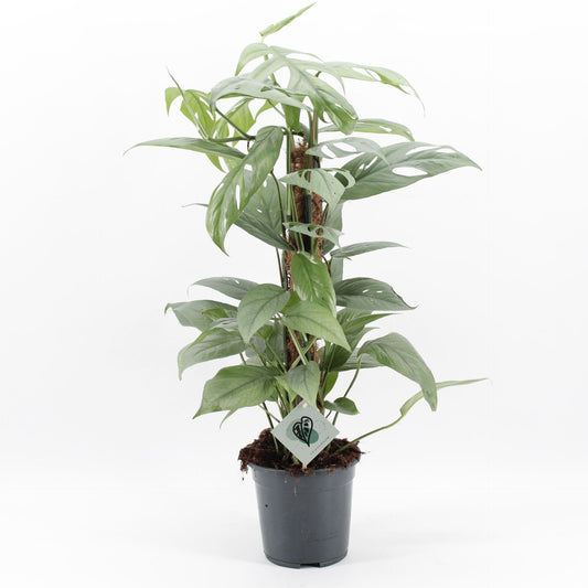 Epipremnum pinnatum