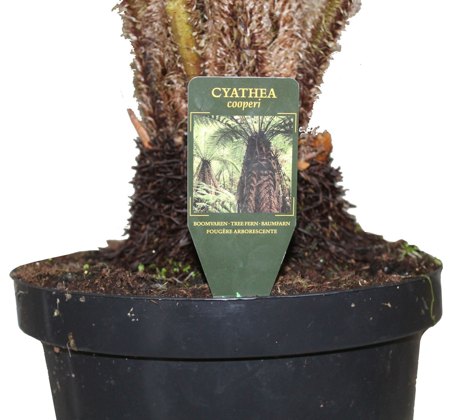 Cyathea cooperii**