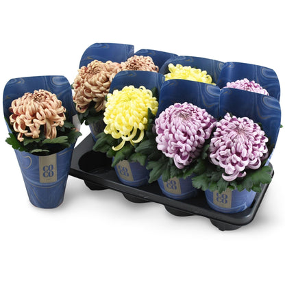 Chrysanthemum ind.