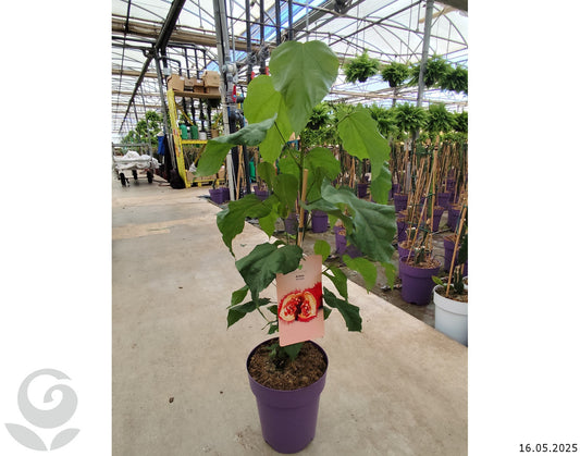 Bixa Orellana (achiote) شجرة احمر الشفاه