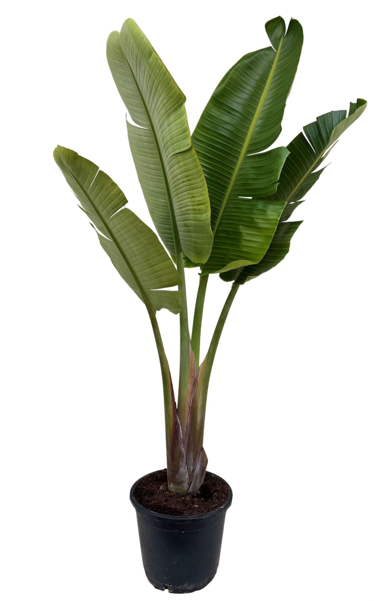 Strelitzia nicolai