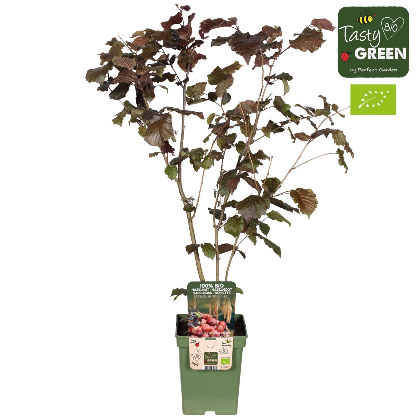 Corylus red zellernoot بندق
