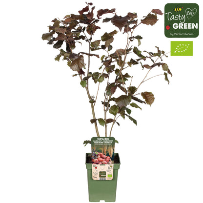 Corylus red zellernoot بندق