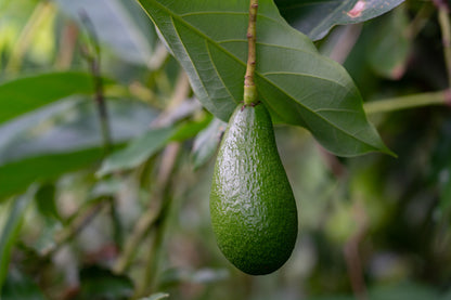 Persea americana