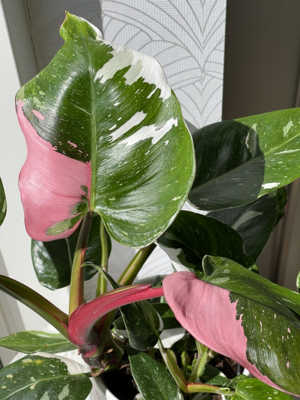 Philodendron tricolore