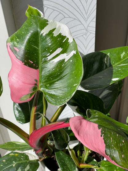 Philodendron tricolore