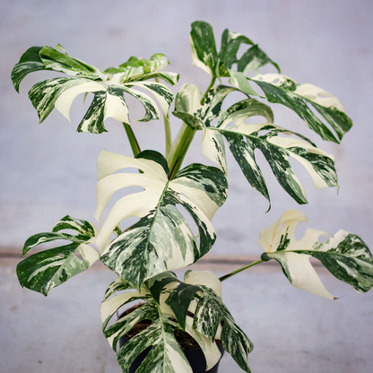 Monstera verigated albo