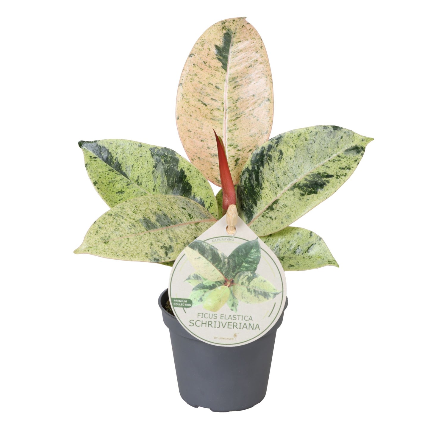 مطاط مبرغش وردي