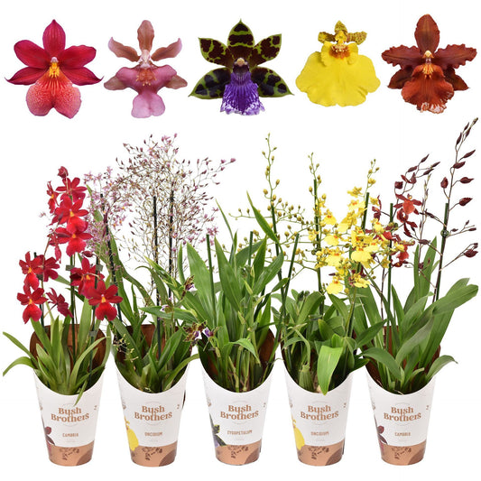 Orchidee