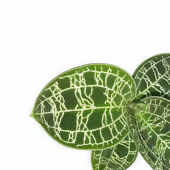 Macodes petola حبة وحدة