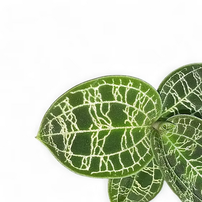 Macodes petola حبة وحدة