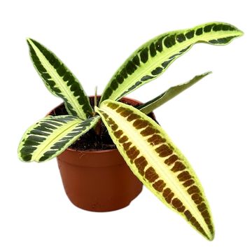 Labisia jabi