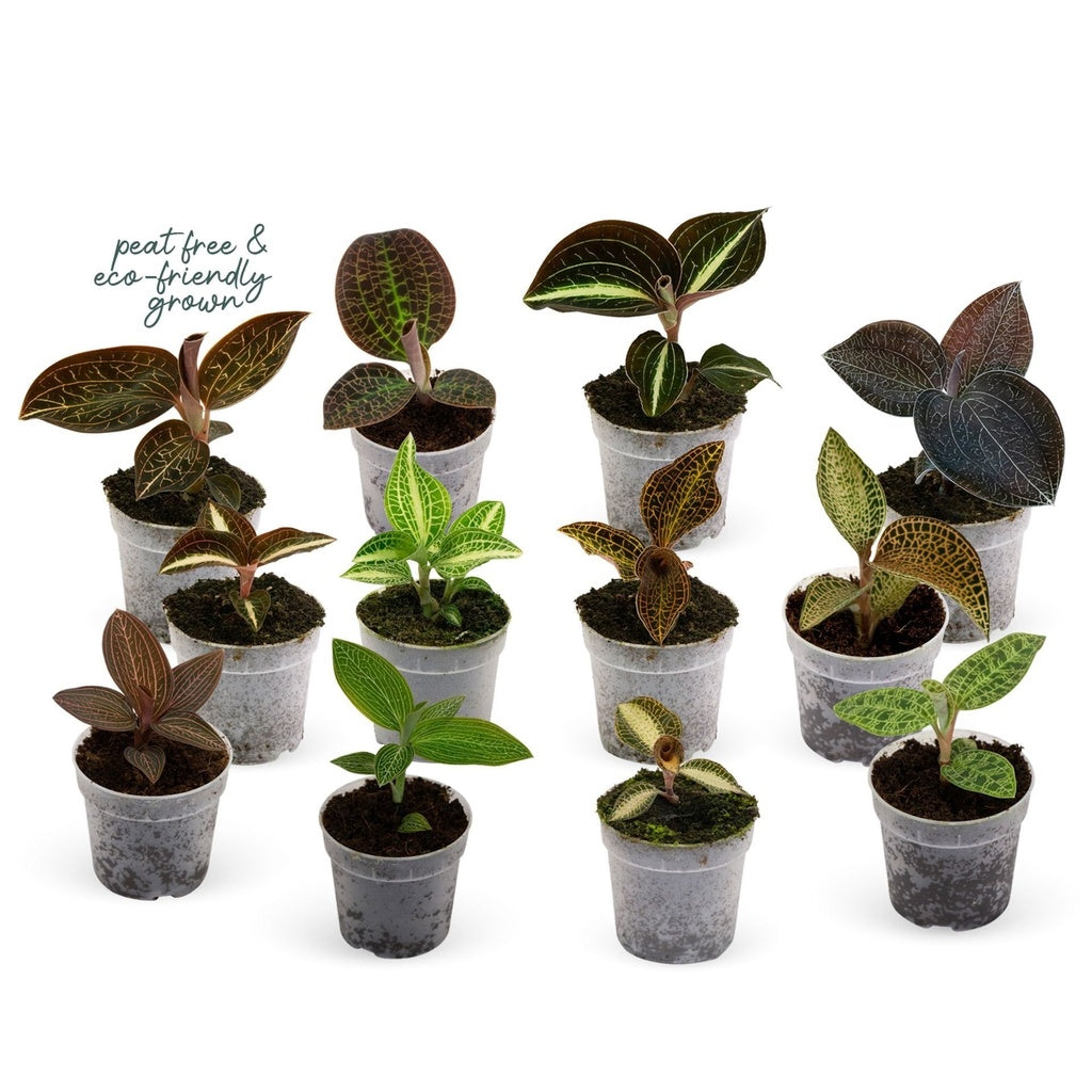Macodes petola حبة وحدة