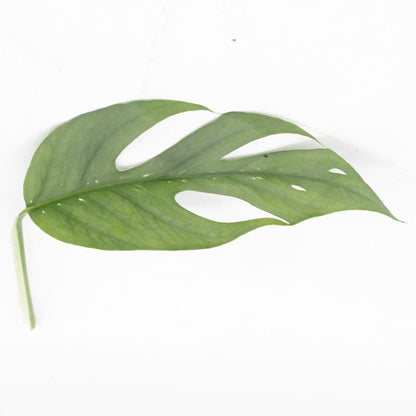 Epipremnum pinnatum