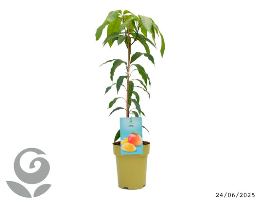 Palmer Mango منجا