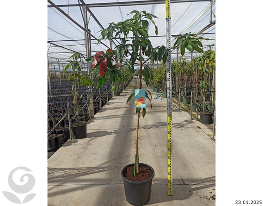 Sensation Mango منجا