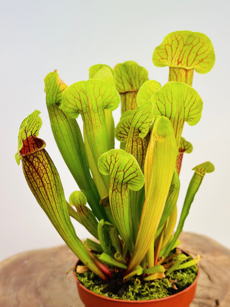 Sarracenia barba