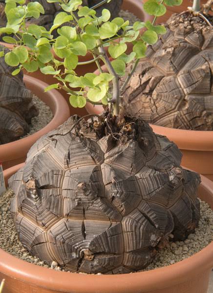 Dioscorea elephantipes رجل الفيل