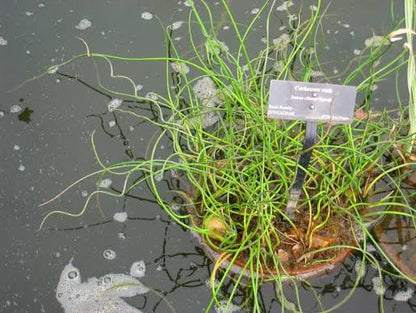 Juncus effusus spiralis حلفا