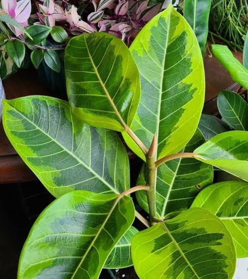 Ficus elastica lime 180cm فيكاس مطاطي