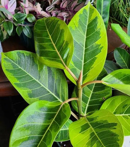 Ficus elastica lime 180cm فيكاس مطاطي