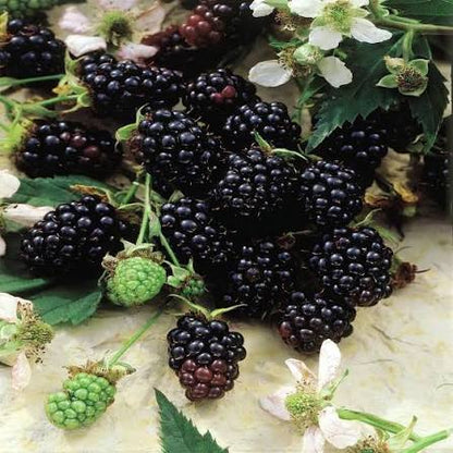 Rubus thornless evergreen توت بلاك بيري