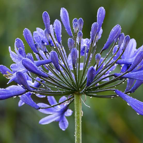 Agapanthus 'Sunfield' ابيض او بنفسجي