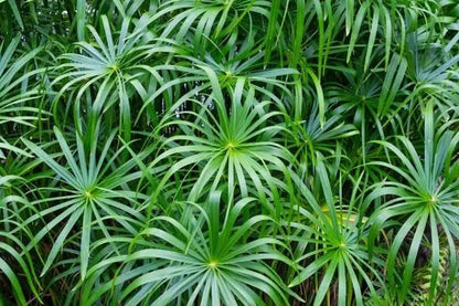 Cyperus alternifolius نبات المضلة