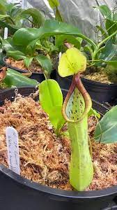 nepenthes hispida beck