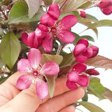 Bonsai بونزاي التفاح