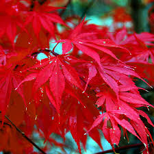 Acer Palmatum Sharp S Pygmy Bonsai 36 cm بونزاي الايسر