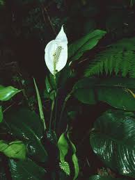 Spathiphyllum 'Sensation' BLANCO without flower