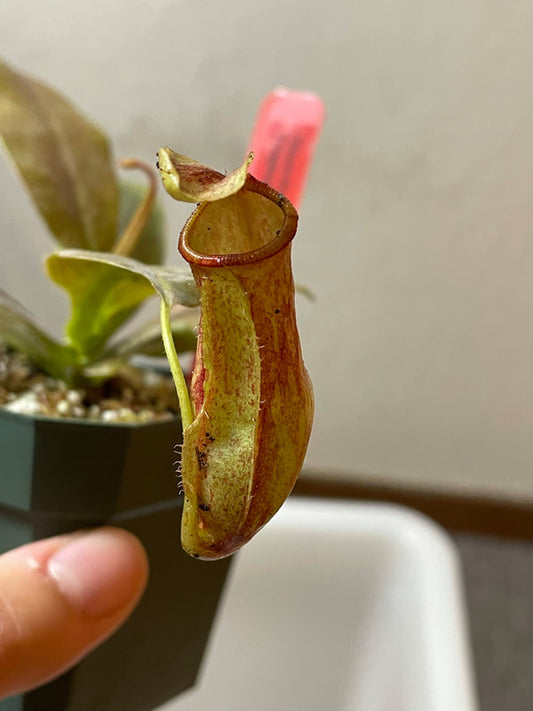 Nepenthes Gaya 8pot