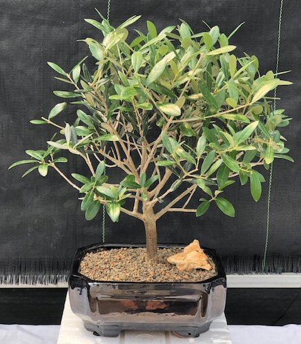 Olea europaea bonsai in bowl شجرة الزيتون بونساي