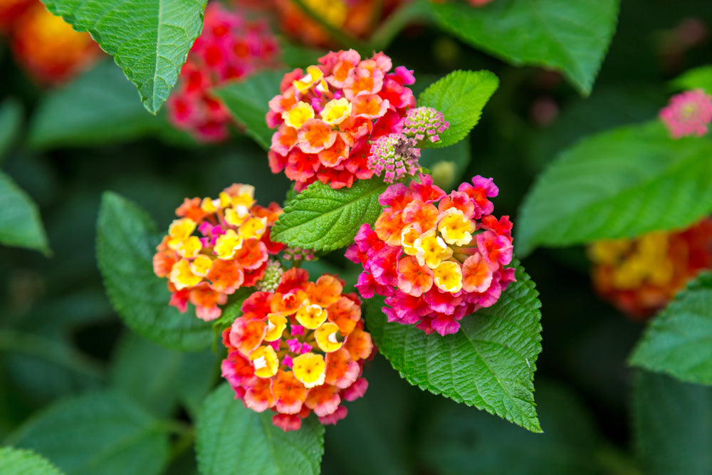 Lantana camara    لانتانا