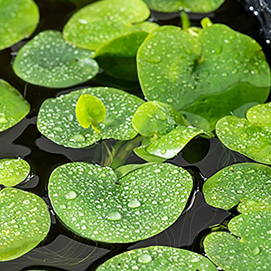 Limnobium spongia cup medium