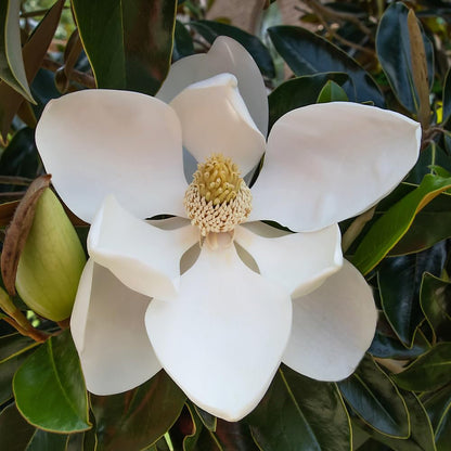 Magnolia grandiflora 180cm