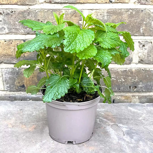 ليمون مليسا